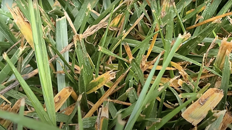 Infected grass with yellow blades and brown-bordered tan spots.