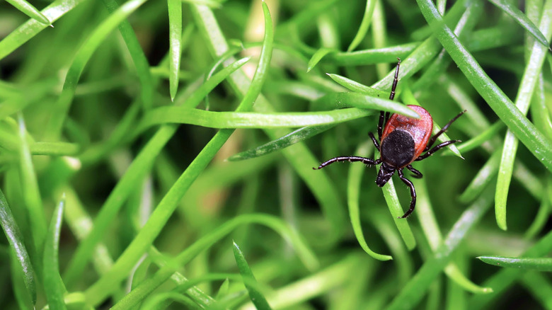 A tick crawling among green blades of grass