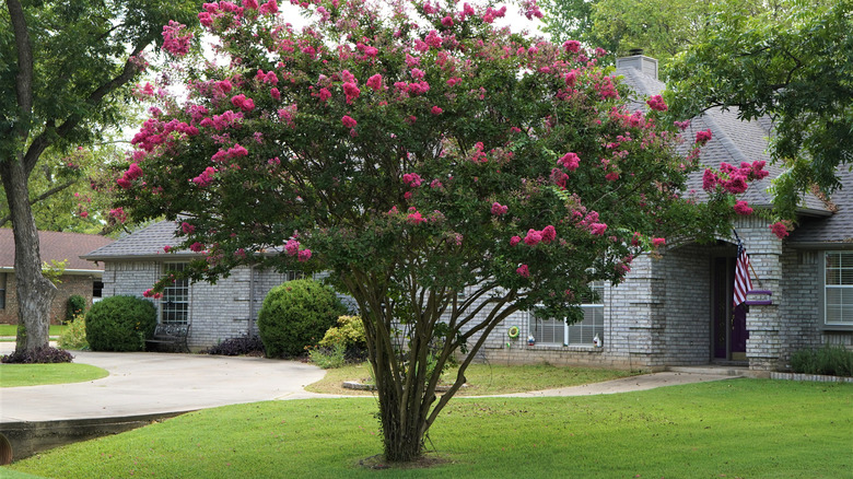 A blooming crepe myrtle tree growing in a front yard.