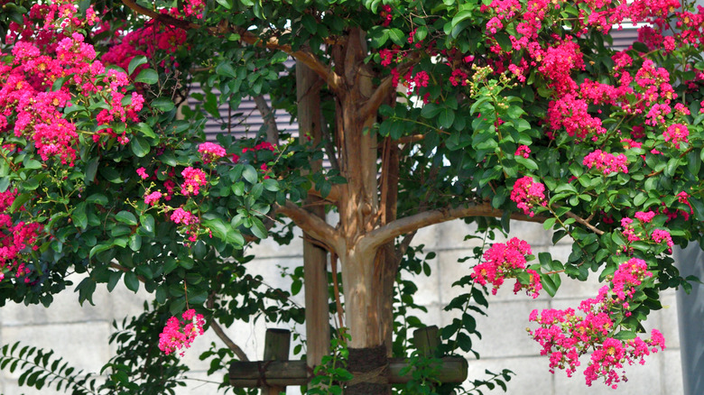A crepe myrtle tree with a stake attached to its trunk to stop it leaning over.