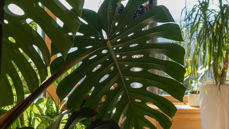 monstera deliciosa leaf close up