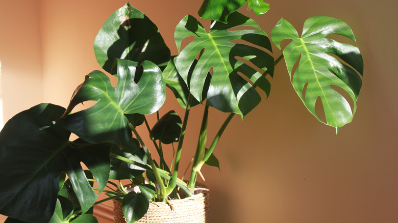 Monstera deliciosa in a rattan pot