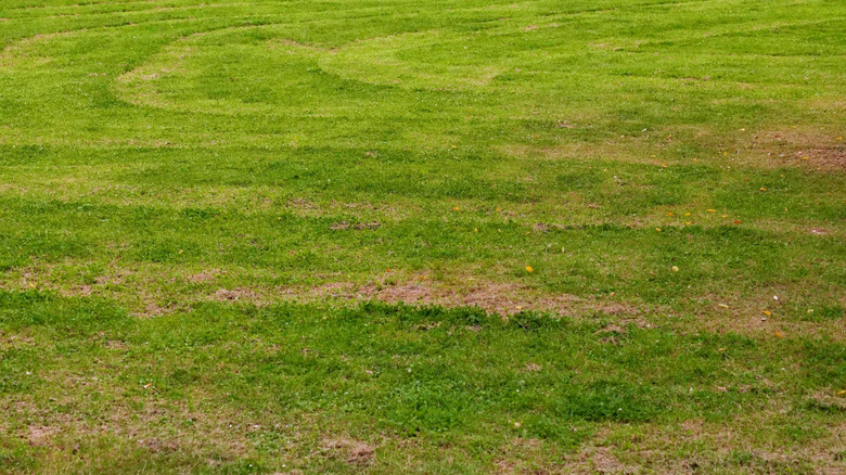 Areas of unevenly mowed lawn