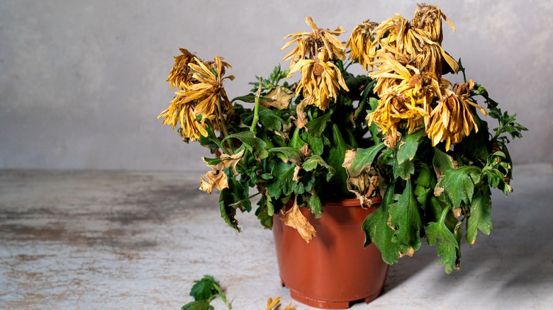 Dying chrysanthemums