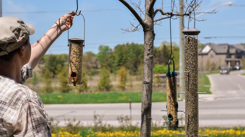 A person hangs tube-style bird feeders in a small tree in their front yard.