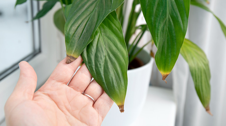 Person shows peace lily leaf tips turning brown
