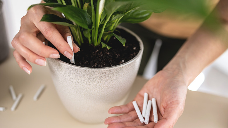 A gardener adding fertilizer soil to pot