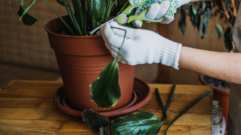 Person cutting Damaged Leaves