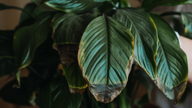 Close up shot of infected peace lilies