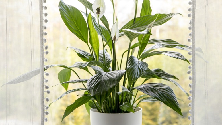 A pot of peace lilies by the window