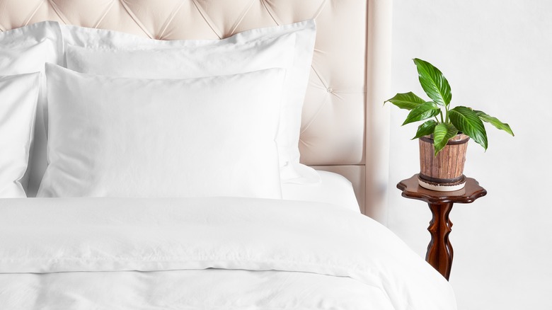 pillow on bed with plant