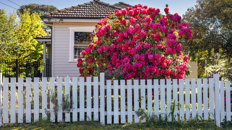A white wooden fence surrounded by a blooming tree and other garden plants