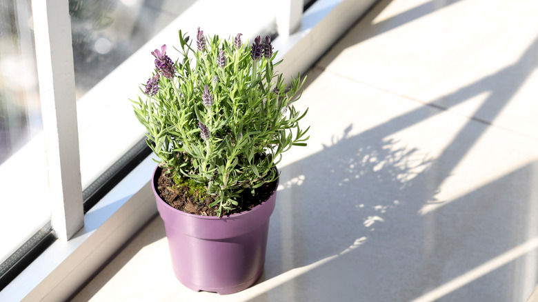 Lavender in a purple pot on a windowsill