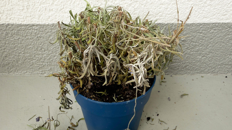 Wilted and dying lavender plant in a blue pot