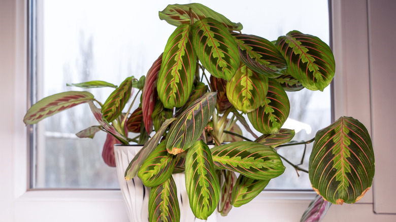 A prayer plant with drooping leaves