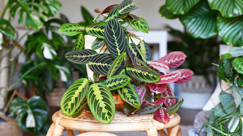 A healthy prayer plant on a stool in front of other houseplants