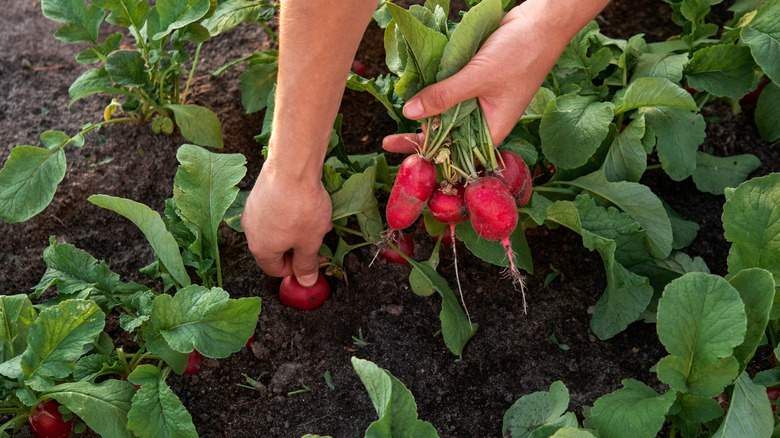 Radish plant in garden
