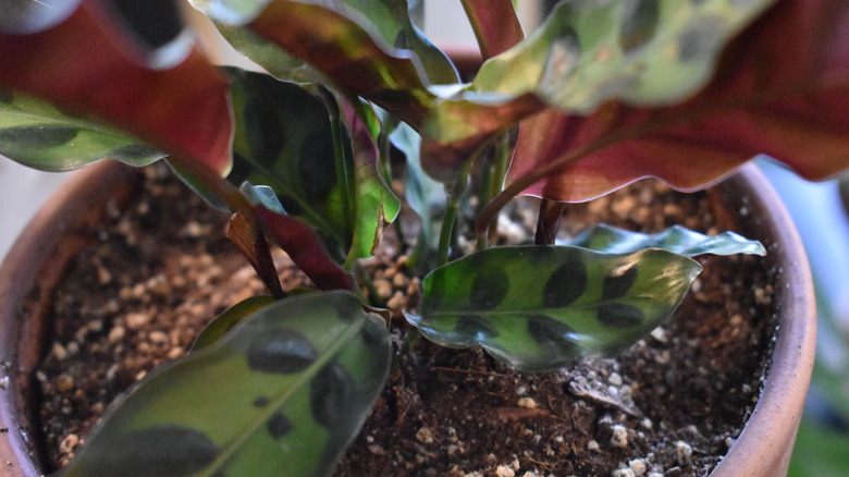 rattlesnake plant in pot