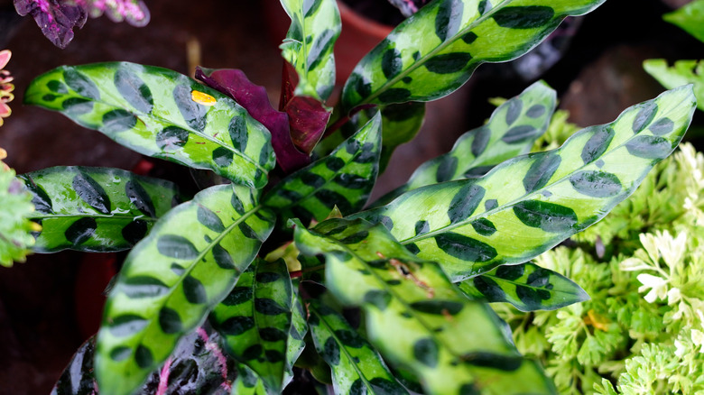 Why Your Rattlesnake Plant Is Losing Leaves (And What To Do About It)