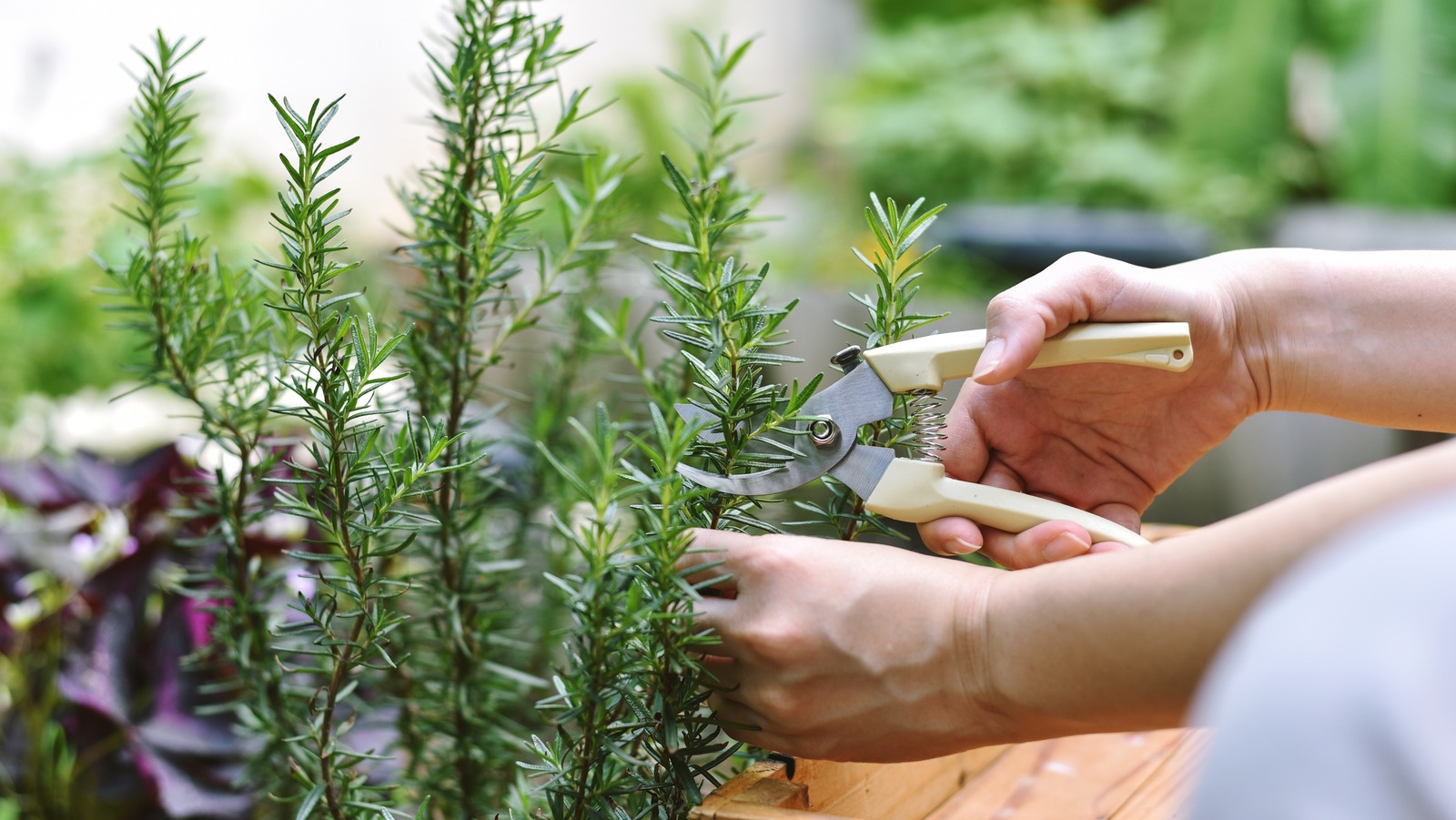Why Your Rosemary Is Turning Brown (And What To Do About It)