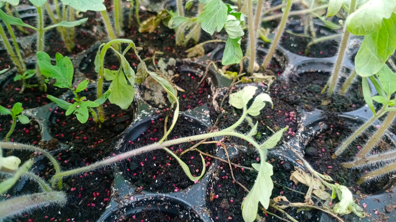 Seedlings damping off