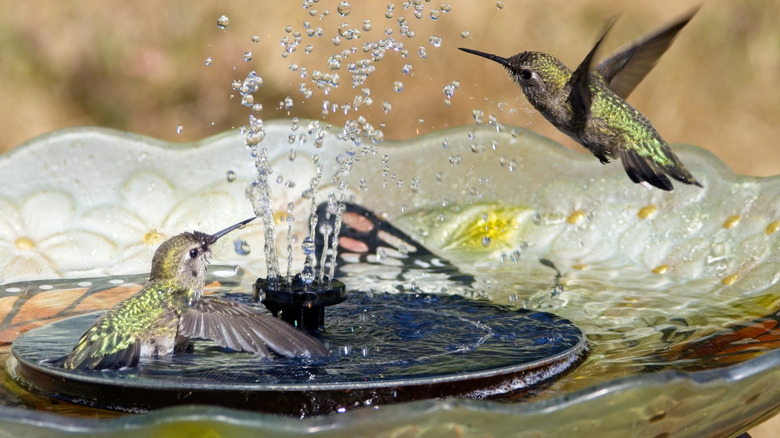 birds in a water fountain basin