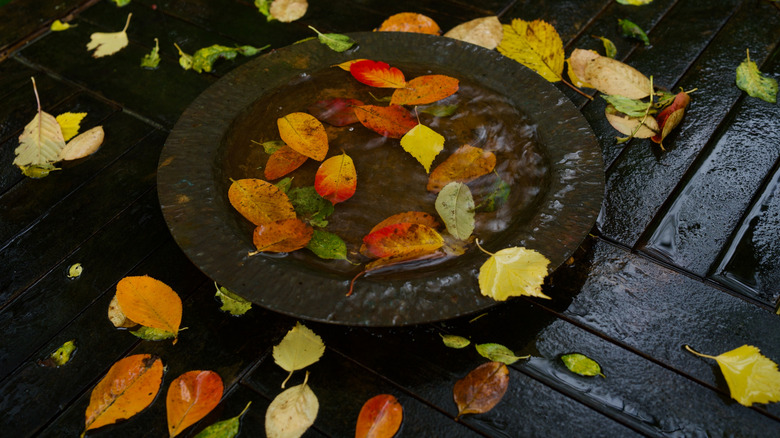 bird bath filled with leaves