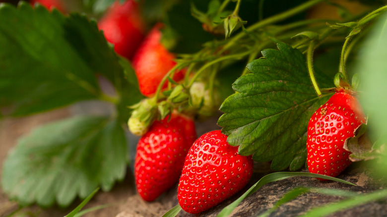 Fresh strawberries on soil