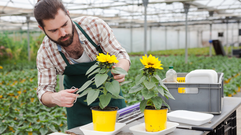 Sunflowers growing in yellow pots