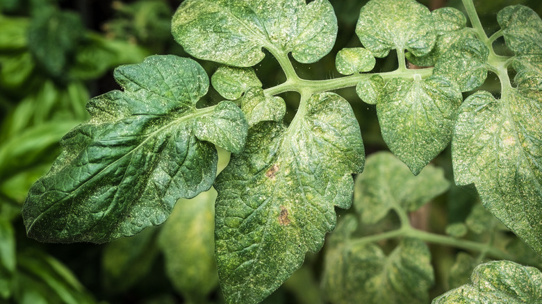 spider mite damage on tomato plant