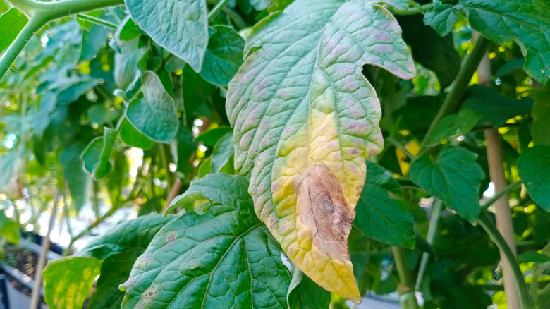 early blight on tomato plant