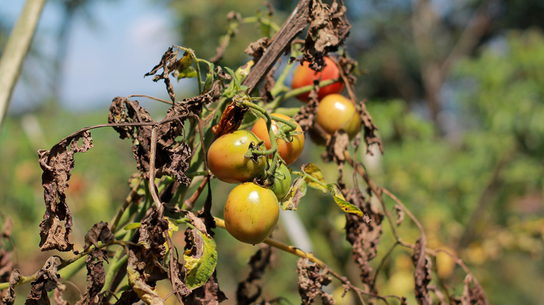 ripening tomatoes on dying vine