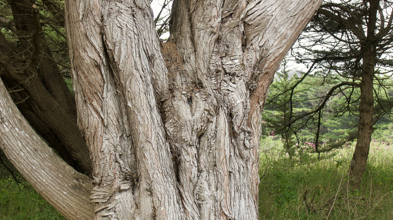 codominant tree with deformities