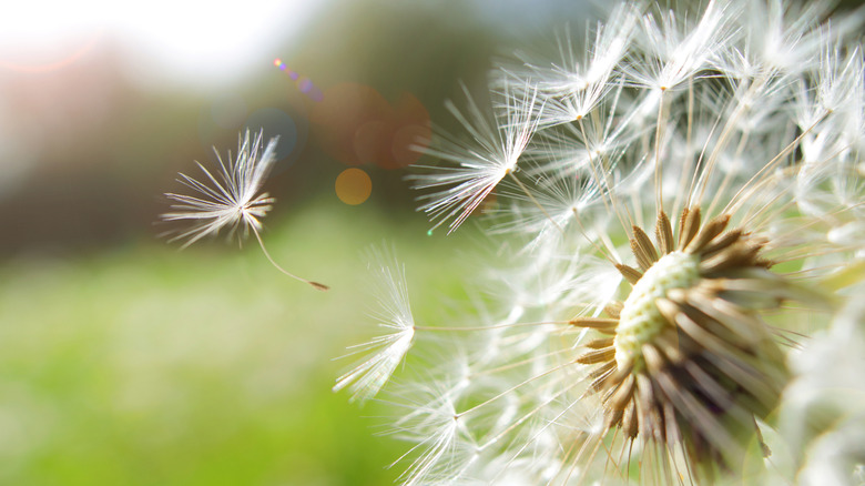 An up close view of dandelion seeds