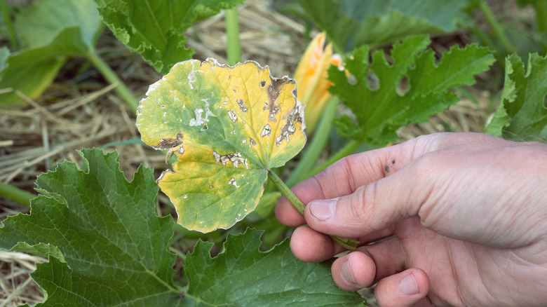 person holding diseased zucchini leaf
