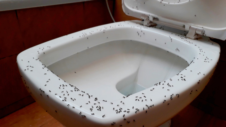 ants on toilet bowl