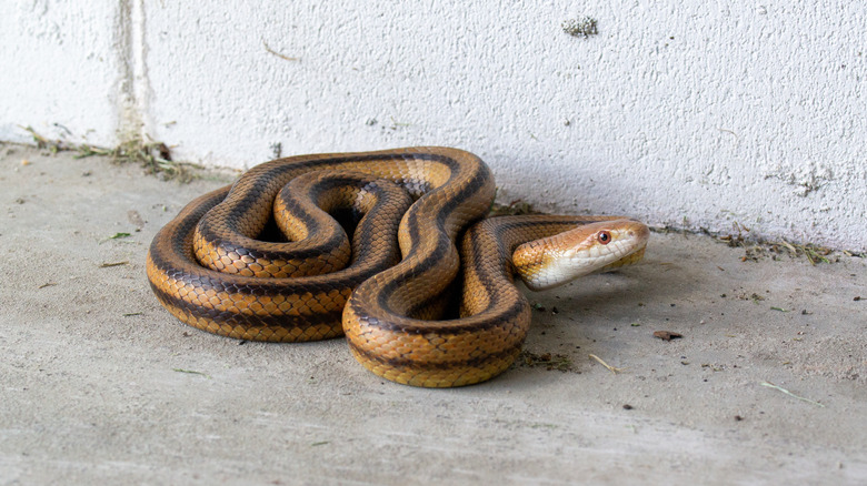 Snake curled on a garage floor