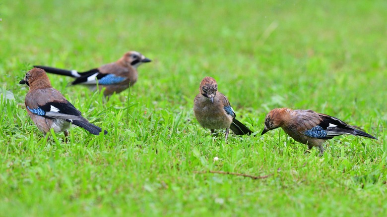 Birds eating grass seed