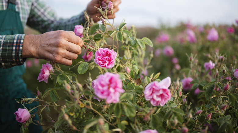 person tending to roses