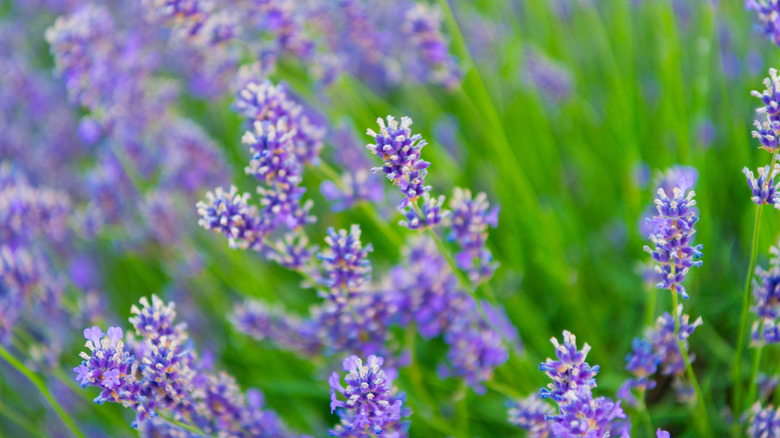 Closeup of purple lavender flowers growing on green stems.