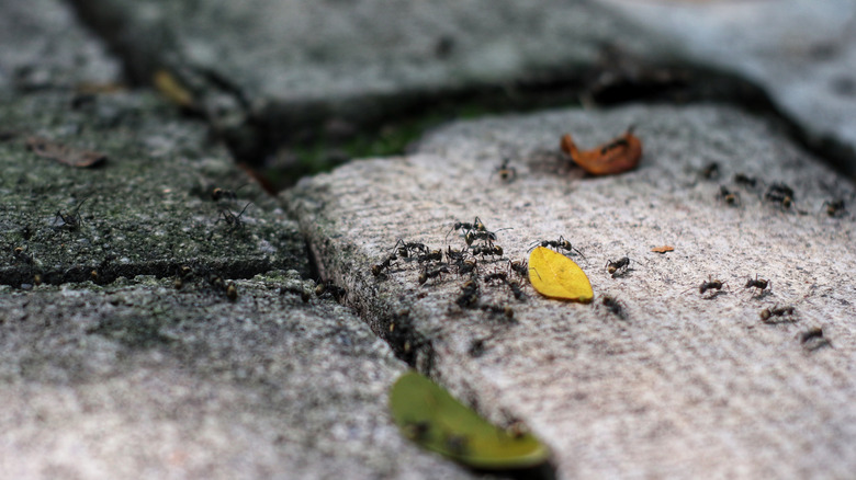 Black ants around yellow and green leaves on grey bricks.