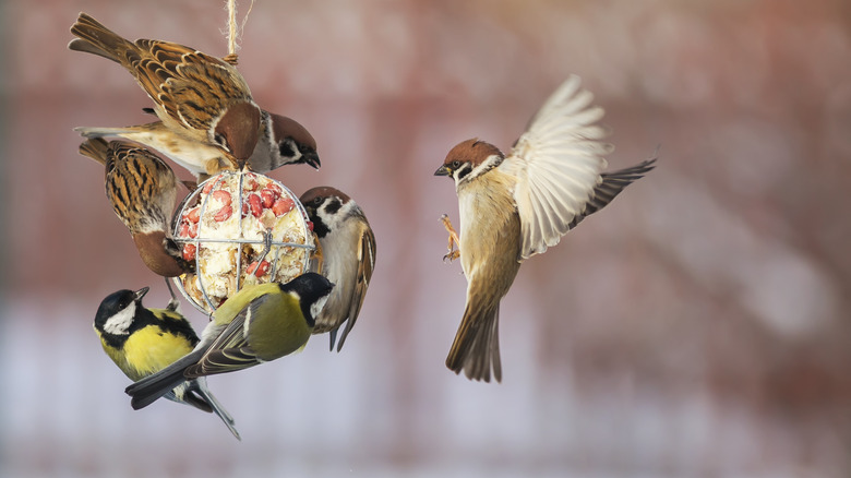 birds eating from feeder