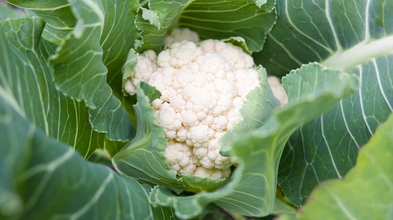 Cauliflower growing in garden