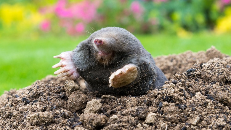 mole crawling out hole