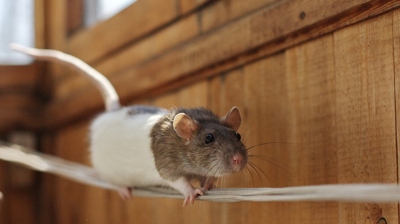 Brown rat climbing in attic