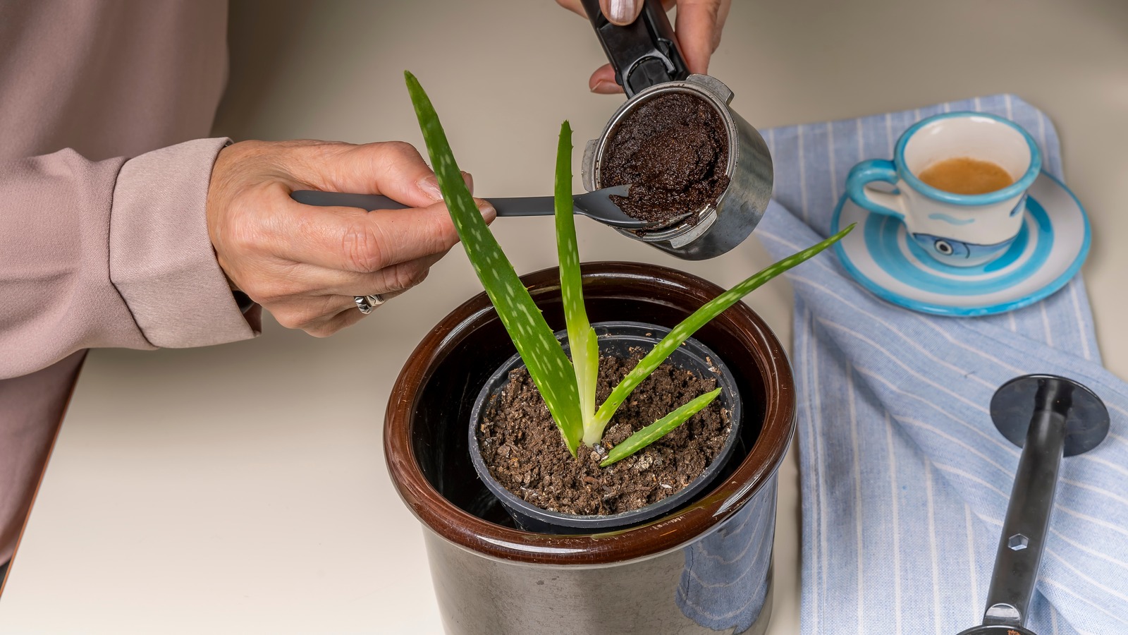 Will Coffee Grounds Help Aloe Vera Plants Grow Or Just Make Things Worse