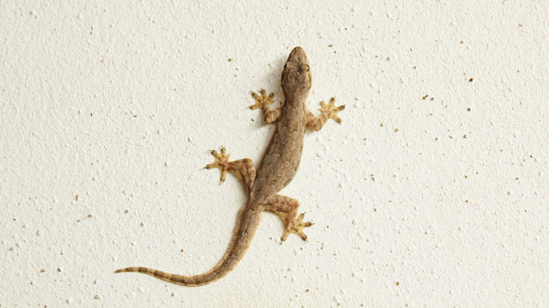 lizard on white wall 
