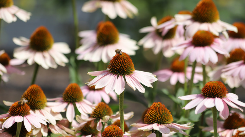 Light pink coneflowers in bloom