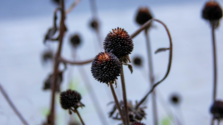 Dried seedheads of coneflowers in a snowy winter