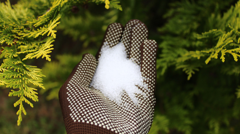 Hand wearing a garden glove and holding some Epsom salt with plants in background